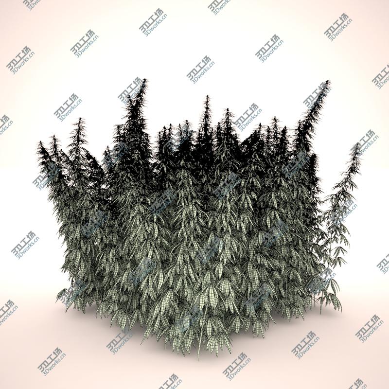 images/goods_img/20210313/Cannabis Sativa Field/5.jpg